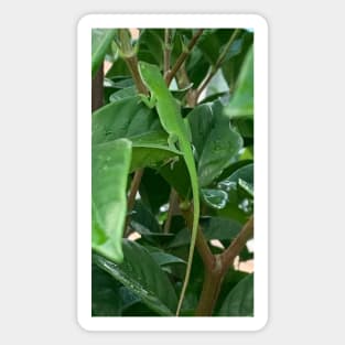 Green anole Magnet